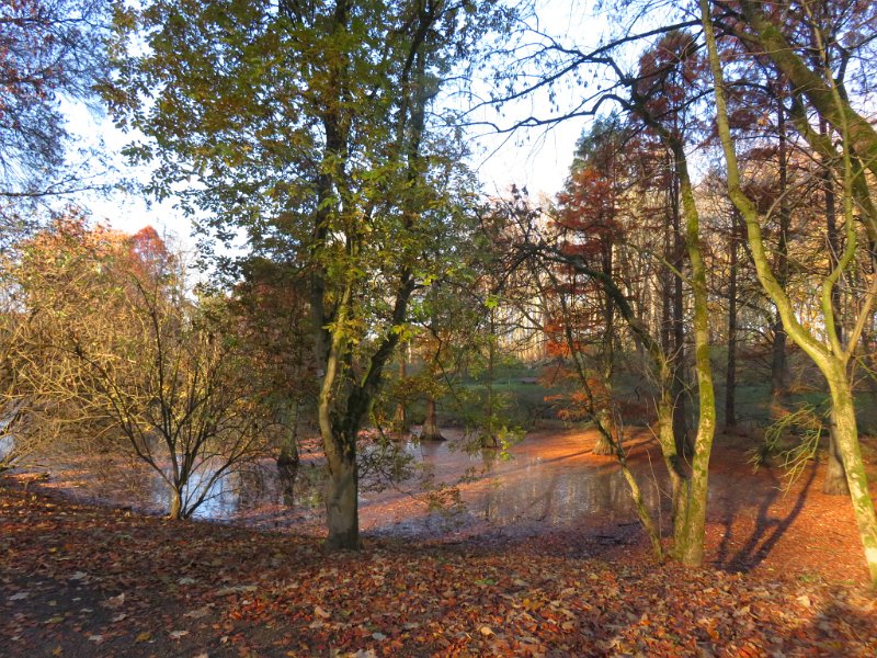 Geografisches Arboretum Rombergpark am 17,102018 (3)